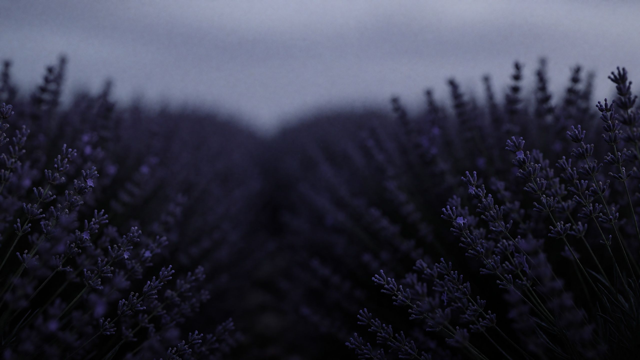 Naturkulisse „Lavendel“