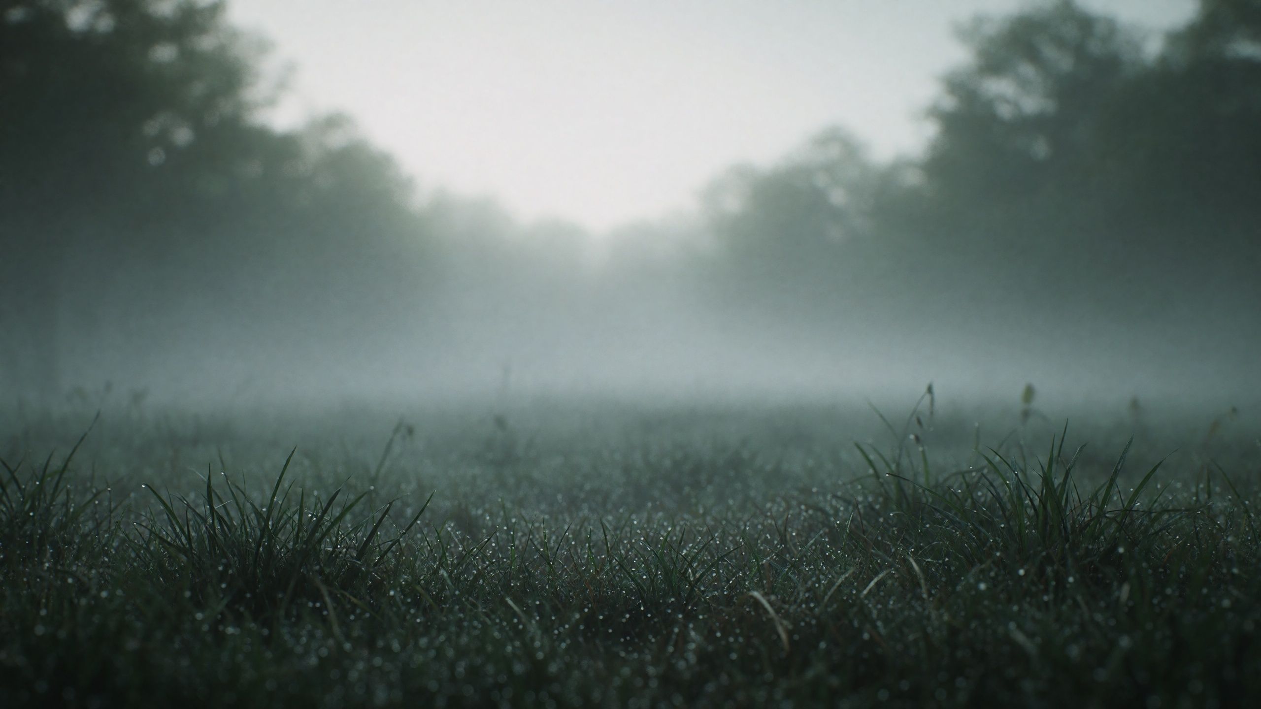 Naturkulisse „Morgenwiese im Nebel“